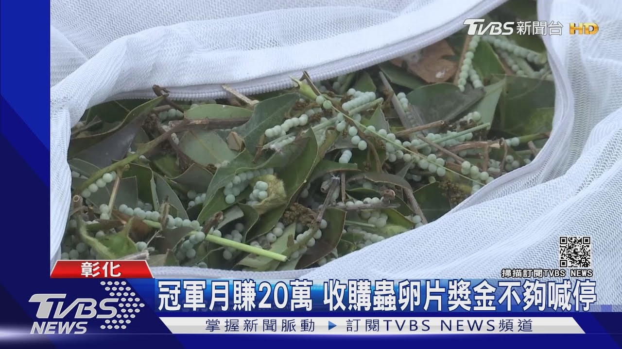冠軍月賺20萬 收購蟲卵片獎金不夠喊停
