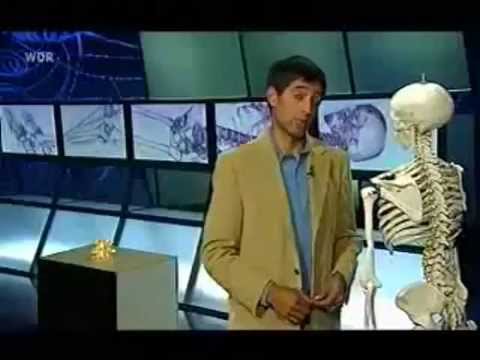 Halswirbelsäule des Frosches Salbe aus dem Kniegelenk Entzündung