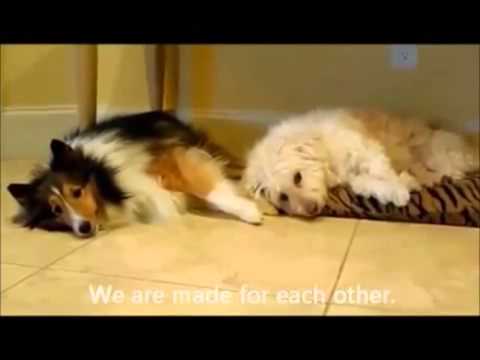 Comedy Titanic Dogs Movie  Animal Funny Video