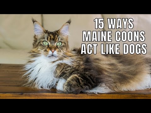 15 Ways Maine Coons Act Like DOGS