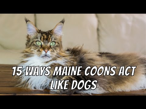 15 Ways Maine Coons Act Like Dogs