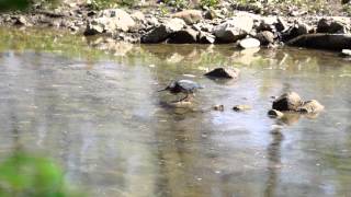 preview picture of video 'A Green Heron catches a fish on Euclid Creek in Cleveland Lakefront State Park'