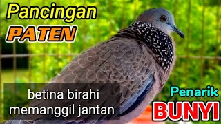 Download lagu TEKUKUR BETINA MEMANGGIL JANTAN - PANCINGAN TEKUKUR (PATEN ANTI STRESS) Langsung Nyaut. mp3