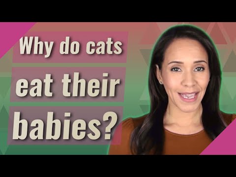 Why do cats eat their babies?