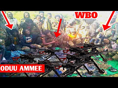 ODUU Hatattamaa Gootichi WBO Tarkaanfii Guggubduu waraana diinaa Irratti fudhachuu @MohaMedia