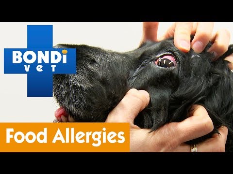 How To Help Your Your Pet With Food Allergies | Pet Health