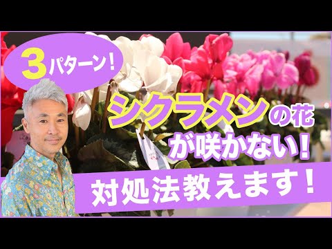 ラッパの花が咲かない3つの理由 植物