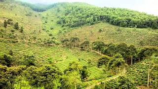 preview picture of video 'Agrowisata Kebun Teh Jamus - Ngawi, Indonesia'