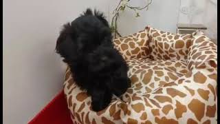 Video preview image #1 Poodle (Toy) Puppy For Sale in SEATTLE, WA, USA