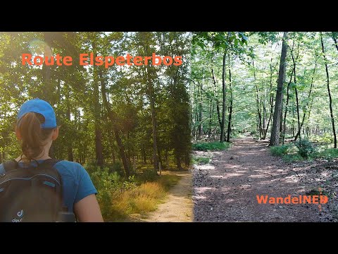 Wandelroute Elspeterbos | 4,9km | Struinen door prachtige beuken en dennenbossen | Wandelvlog #7