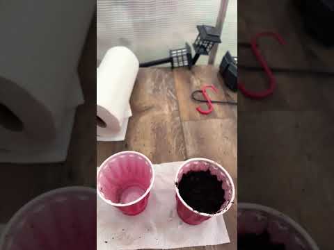 Solo cup method for starting seeds. Bonus you can reuse the cups multiple years. Saves money