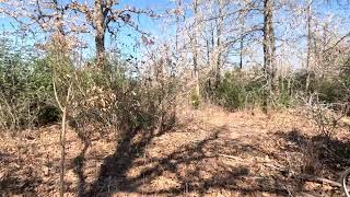 Texas Nature Sounds & Live Bird Watching