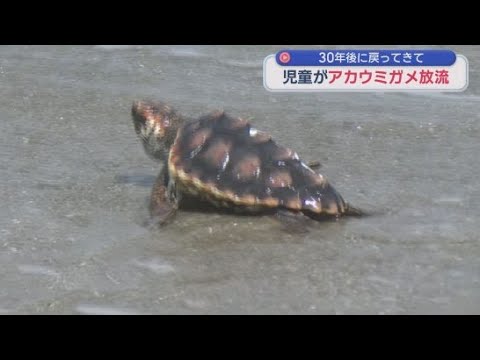YouTube Video 「３０年後にまたこの海に」小学生が育ててきたアカウミガメを放流　静岡・御前崎市