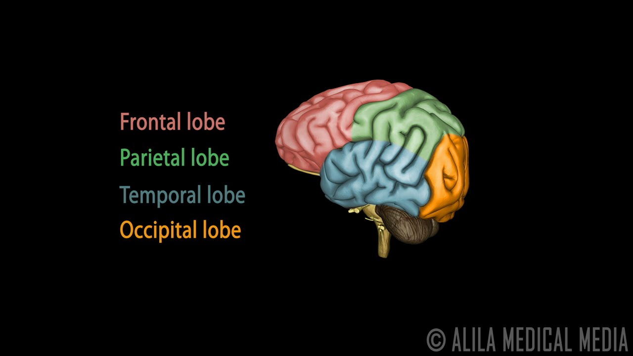 Neuroscience Basics: Human Brain Anatomy and Lateralization of Brain Function, 3D Animation.