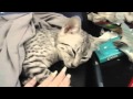 Egyptian Mau kitten mewing/talking back - Funny ...