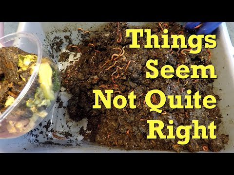 Things seem not quite right in ANC worm bin - vermicompost