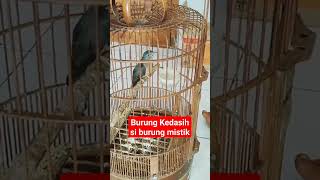 Download lagu Burung Kedasih Gacor!#shorts #kicaugaruda #yearofyou mp3