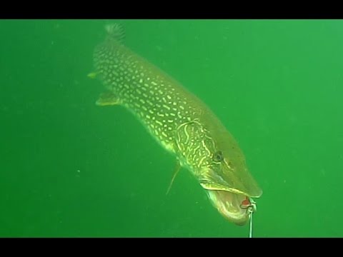 Super Aggressive pike attacks lure and underwater camera