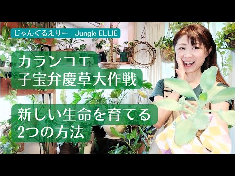 猫耳カランコエ 植物