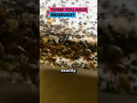 How to Check for BEDBUGS in a Hotel 🏨