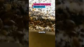 Download lagu How to Check for BEDBUGS in a Hotel 🏨 mp3