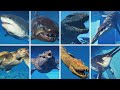 ALL AQUATIC CREATURES Jurassic World Evolution 2