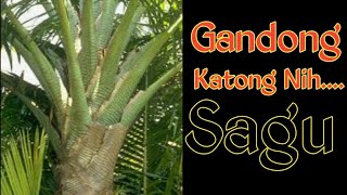 Download lagu story wa Ambon 33 detik terbaru#status wa Ambon 33 detik terbaru#sagu mp3