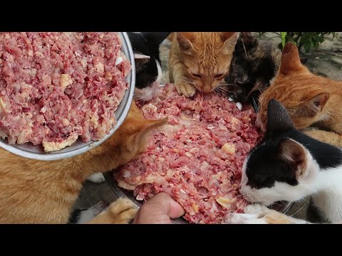 Many Cats eating raw chicken |  Kitten eating chicken | Cats eating raw chicken