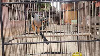 Download lagu CENDET STRESS PUN AKAN NYAUT APALAGI MASTERAN CENDET PASTI BAKAL NARUNG DIJAMIN BERHASIL 100% mp3