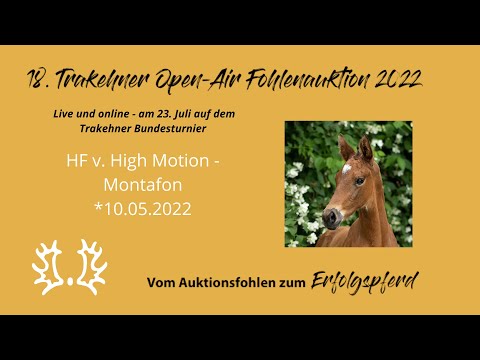 Kat.-Nr.4 HF v. High Motion - Montafon