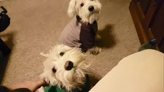 Dogs &amp; Cats Reaction in Earthquakes / Reacción de Perros y Gatos en Sismos