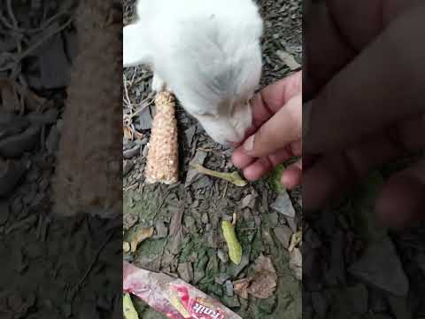 I went to a place where I found this little doggy but it is very 🥰🥰🥰