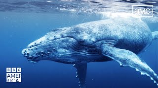 The Surprising Benefits of Whale Poo 🐋 Our Planet Earth | BBC America