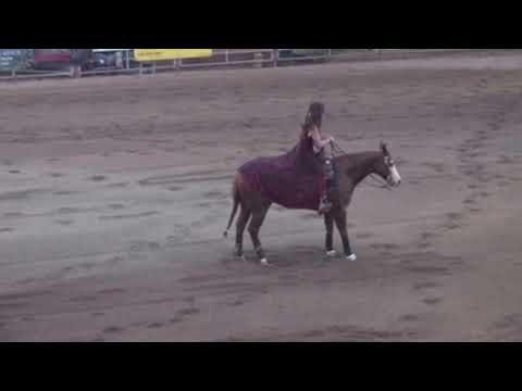 Ava Bush Riding Shes A Shining Gun in 2020 Big Sky Reining Classic Freestyle