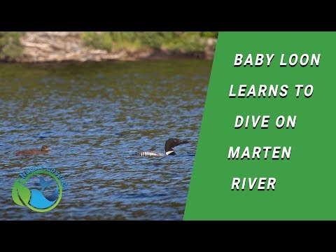 Baby Loon Learns To Dive - Marten River - Day 11