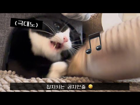 고양이집 벨 누르고 튀기