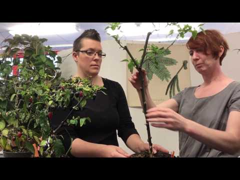 Chiliskolan med Anna och Ellen - del 5 . Övervintra chili och chiliodling .