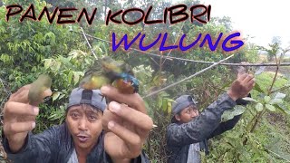 Download lagu TRIK MIKAT BURUNG KOLIBRI WULUNG mp3