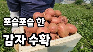 속노란 홍심이 감자  수확 분 많은 맛있는 감자 