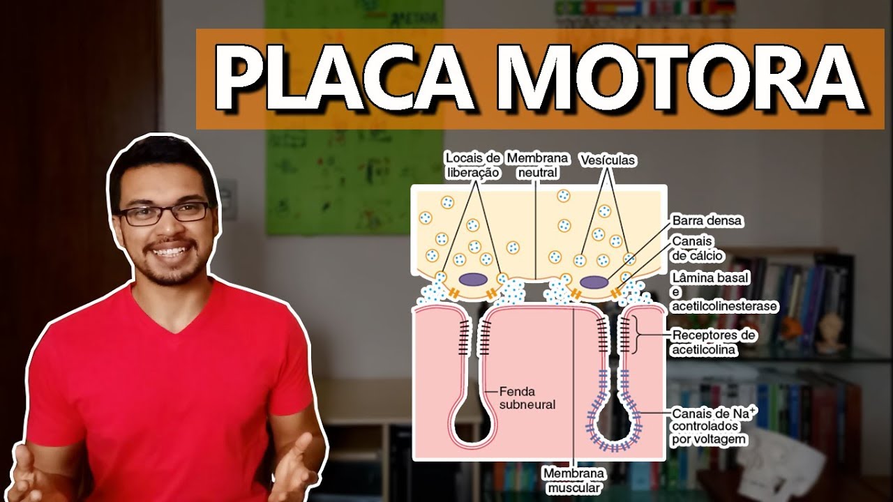 Placa motora [Membranas 03]