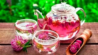 Клевер красный чай