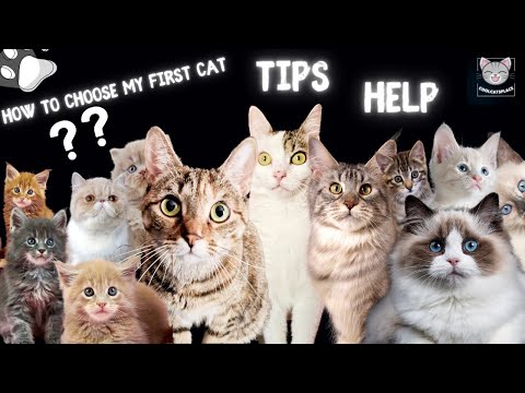 😺 How to choose my first cat - tips to help you 😺