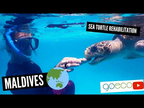 Maldives - Sea Turtle Conservation