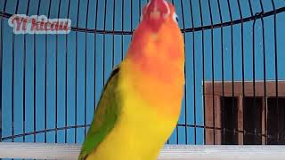 Download lagu Pancingan lovebird fighter ngekek panjang, merangsang lovebird cepat gacor mp3 Download lagu Pancingan lovebird fighter ngekek panjang, merangsang lovebird cepat gacor mp3