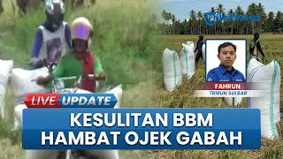 Ojek Gabah Polman Sulit Dapat BBM, Hasil Panen Petani di Matakali Polman Tak Diangkut Terancam Rusak