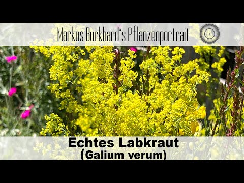 Edible, Medicinal, Healthy, Fragrant, Why Jesus Slept on This Plant, Bedstraw - Galium verum