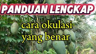Download lagu cara okulasi yang baik dan benar mp3