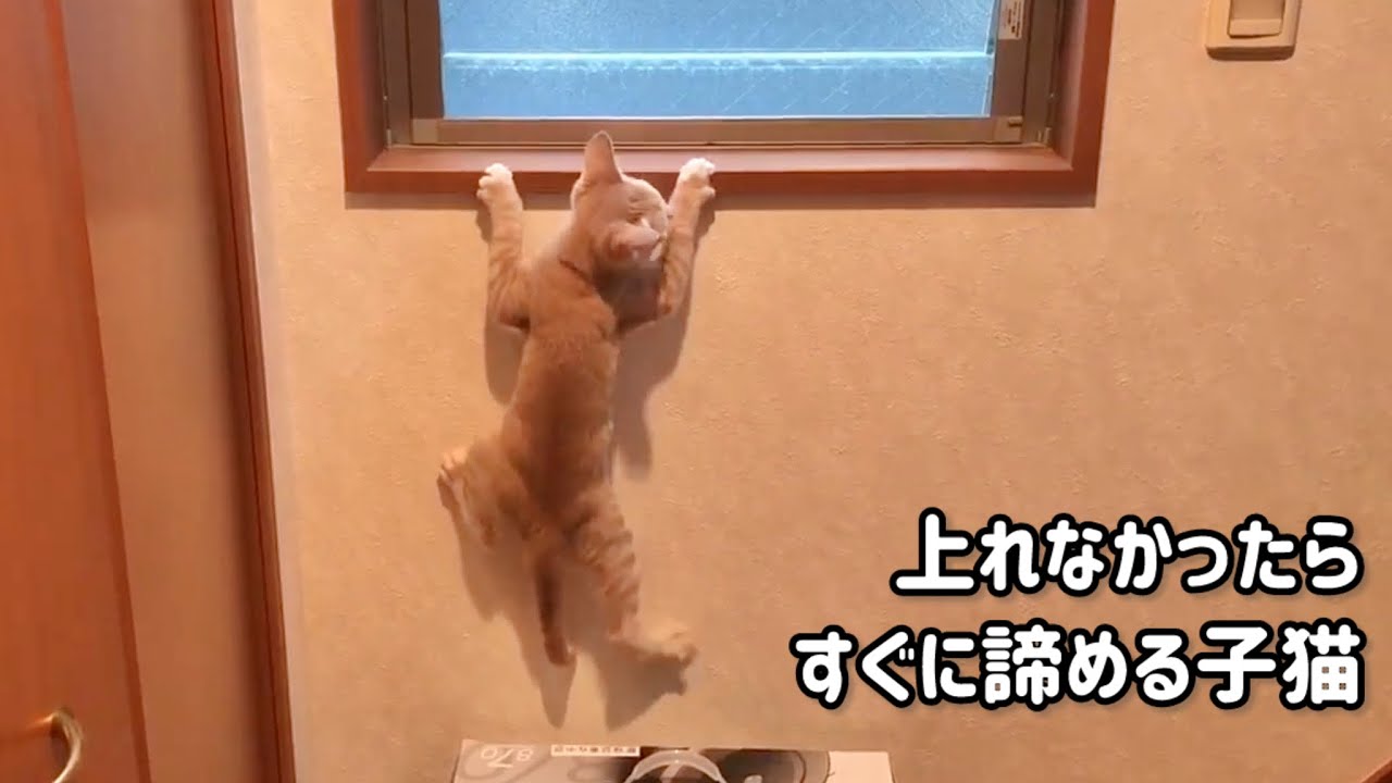 上れなかったら、すぐに諦めてしまう子猫