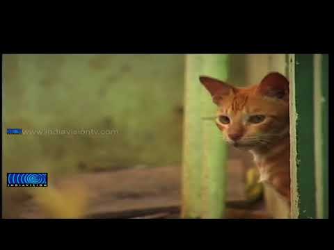 Susheelamma Prepares Onam Feast for Cats