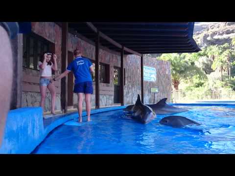 Dolphin greeting Christmas eve